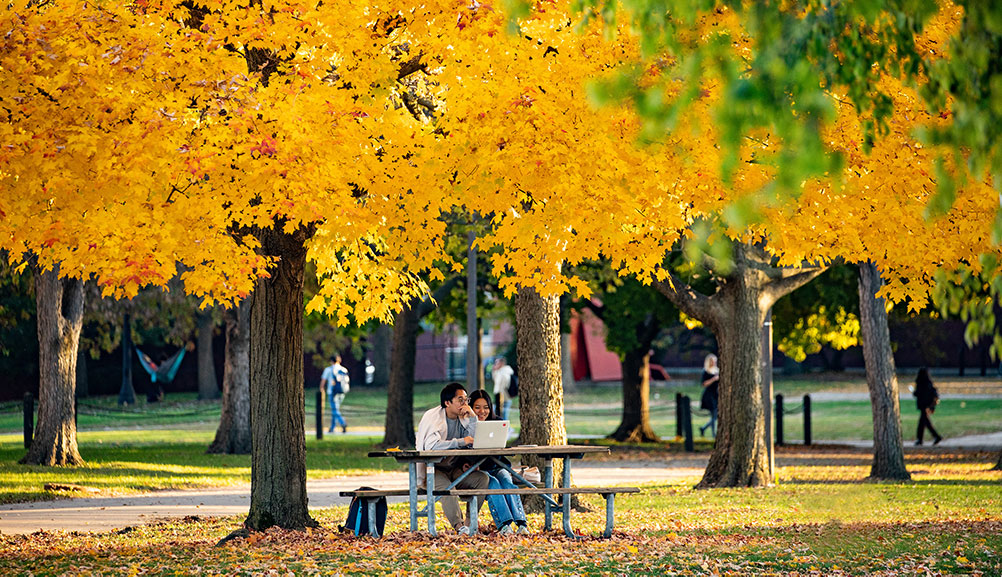 students working under a grove of yellow-leaved trees on a fall day