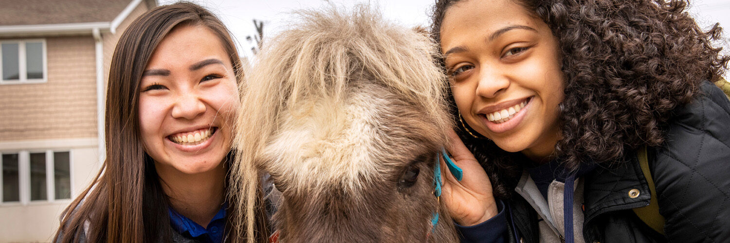 students interact with miniature therapy horses during an open-house event at the Native American House